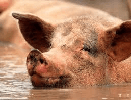 Pig Swim